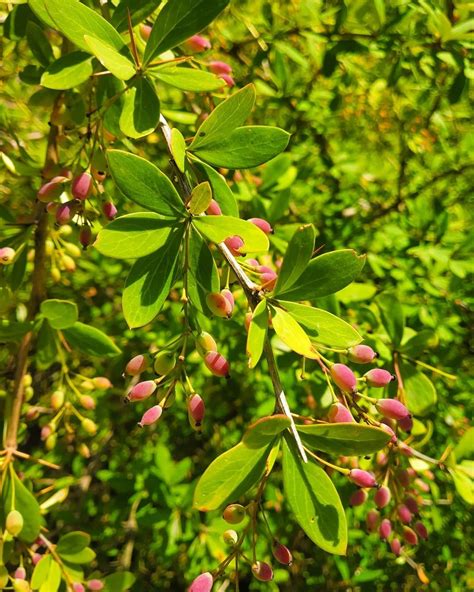 berberis vulgaris uses in homeopathy.